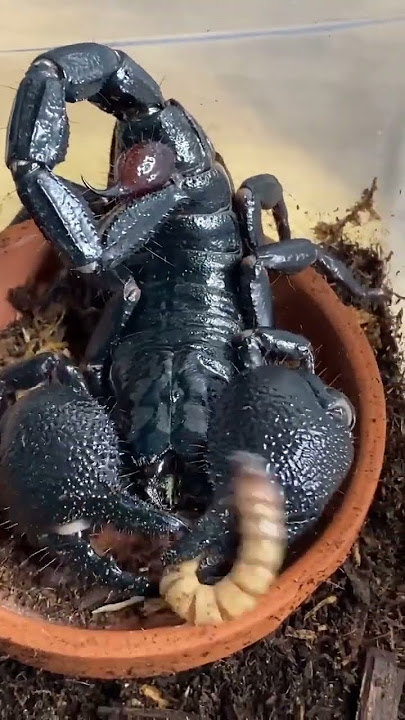 emperor scorpion feeding time ❤ #shorts