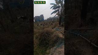 4 January 2026 #pet #goat #mastitime #viral #ytshorts #trending #video #subscribe #like #adoreble