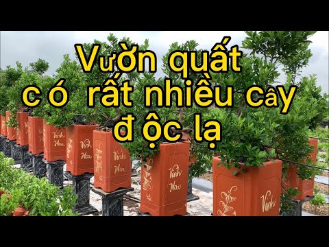 Video tháng 7 cô hồn thăm vườn quất chú tuyên đã lấy quả... - youtube