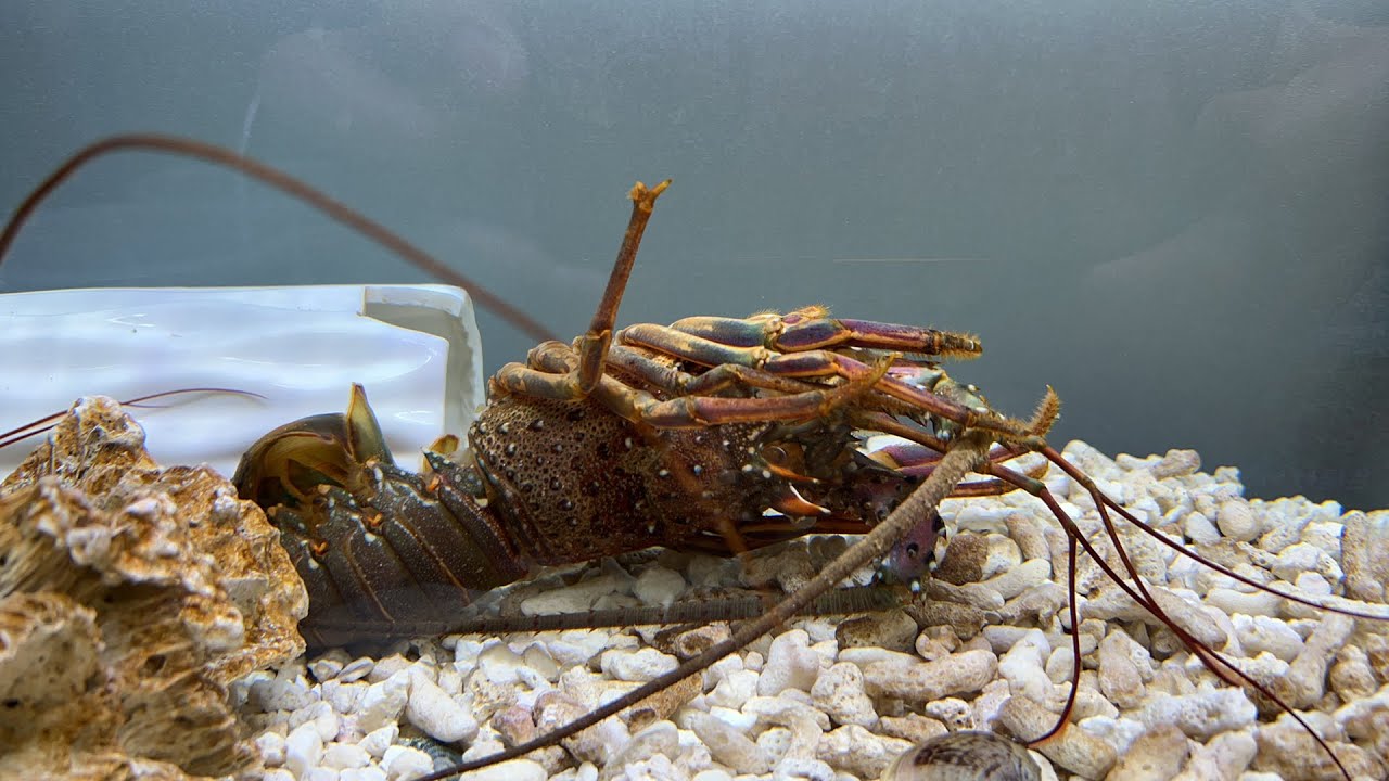 The spiny lobster has molted! - YouTube