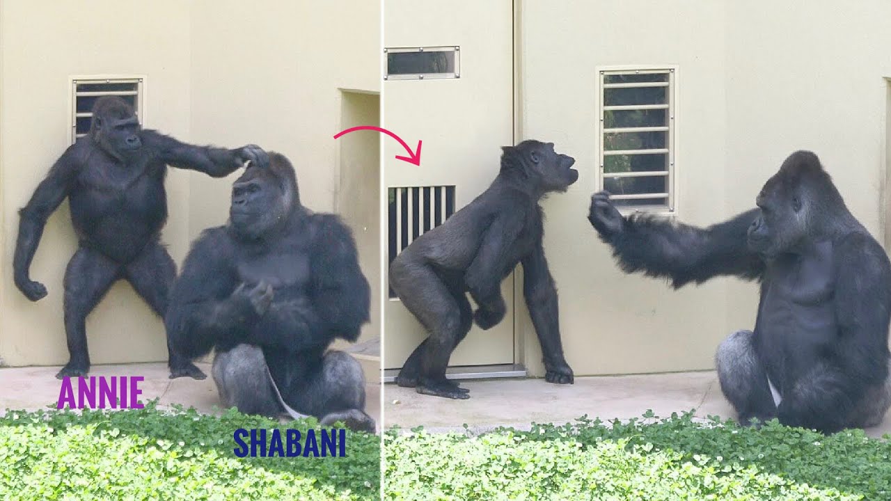 Дочь гориллы бьет отца по голове. Шабани и Энни. Зоопарк Хигашияма