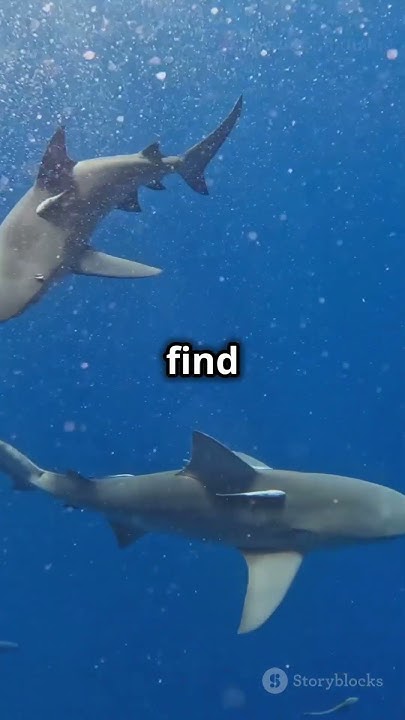 #Bull Shark Adaptations Nature's Perfect #biology #arcticanimal #