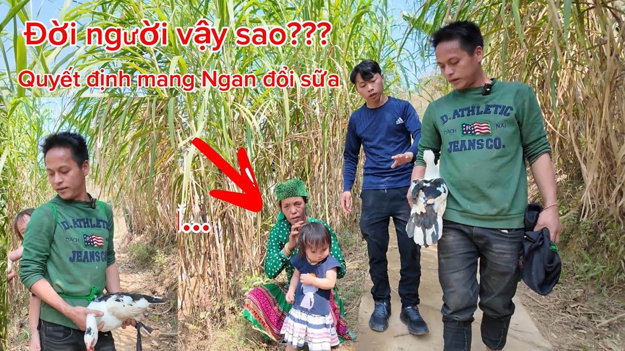 “Bố mất,mẹ bỏ”Anh Phứ quyết định mang Ngan mẹ đổi lấy sữa & gạo để cưu mang hai bé còn chưa trưởng..