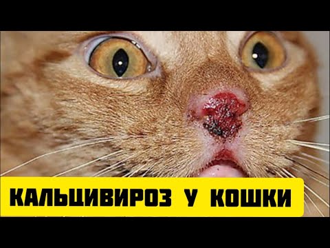 Кальцивироз у кошки: симптомы, лечение | Защитите своего кота от этой страшной болезни