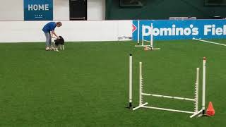 Labor Day NADAC trial (sept 4, 2020) Intro Jumpers run #1