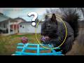 Sneaky BLACK Squirrel Caught on Bird Feeder Cam?
