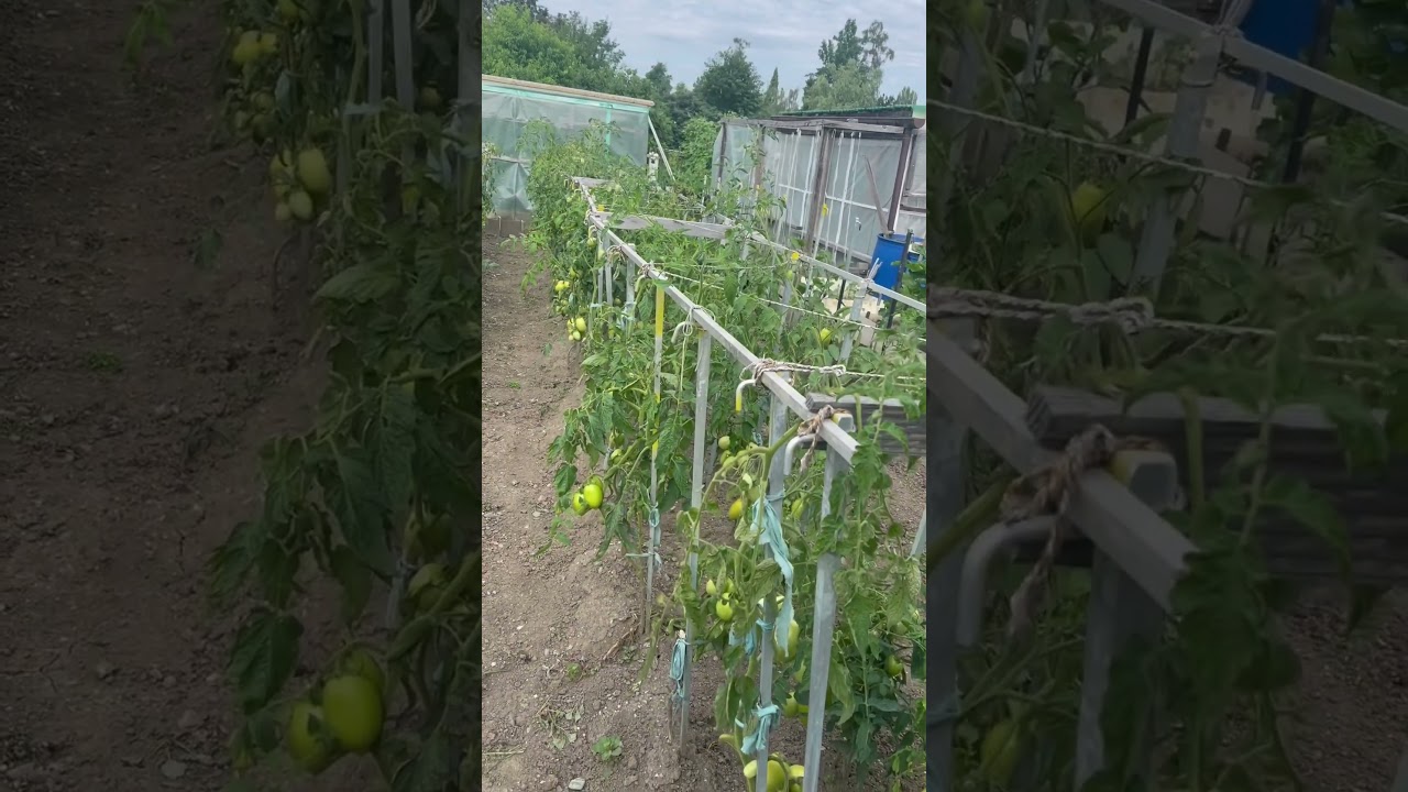 Gardening in Switzerland 1, 