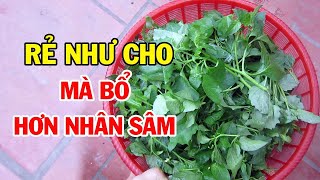 5 Loại Rau Càng Ăn Càng Bổ Cho Sức Khỏe, Đắt Mấy Cũng Phải Mua, Ăn Sớm Khỏe Sớm