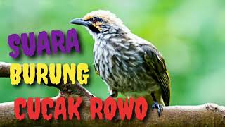 Suara Cucak Rowo Pancingan | Burung Barau Barau | Pycnonotus zeylanicus