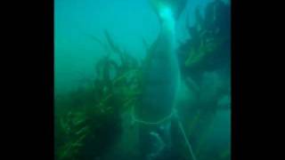 Spearfishing for white seabass