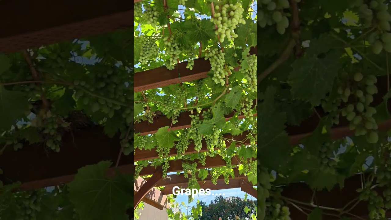 Grapes, Shade, and Summer Vibes 🍇☀️ | Виноград, тень и летнее настроение
