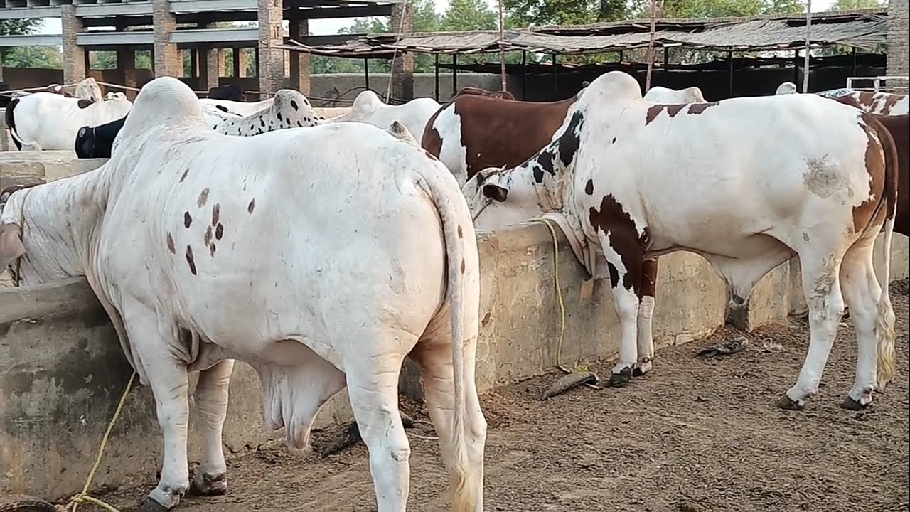 ماشاءاللہ عزیز کیٹل فارم اینڈ پلاٸ سنٹر حاصل پور Aziz Cattle Farm - YouTube
