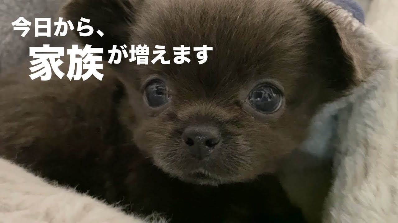 今日から、家族が増えます(ペキニーズ×チワワ生後65日の子犬がやって来た)