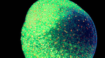In vivo imaging with multiphoton microscopy in developmental biology