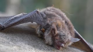 Virus e pipistrelli: una relazione pericolosa?
