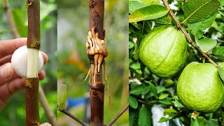 🌿New technique propagate guava tree by air layering using onion juice🧅