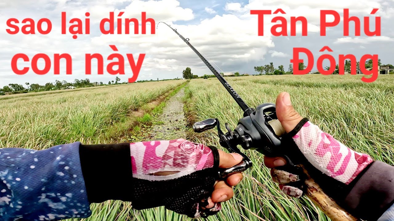 Tưởng móm không ngờ lọt khu này cá lại còn nhiều đến/câu cá Tân Phú Đông|Thái Nguyễn fishing