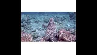 Andaman Sea 6