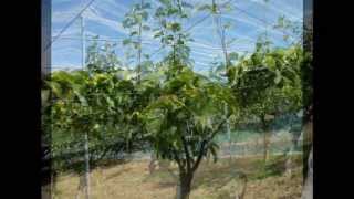 Pear Cultivation in Japan