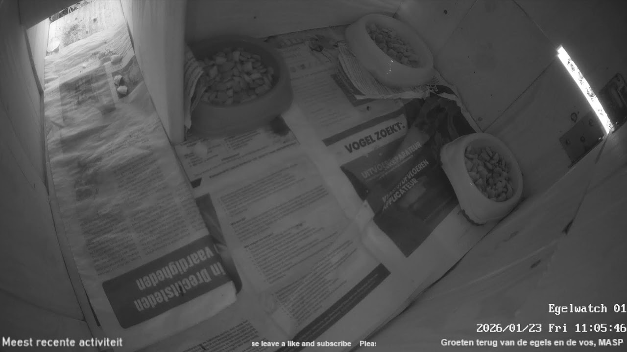 Egel / European hedgehog live stream 24/7