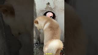 Zero Cost Dog CCTV Camera 🐶📹 Genius Invention Ever 🤯 #shorts
