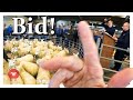 BUYING SHEEP AT A SCOTTISH LIVESTOCK MARKET  |  Breeding ewes and rams