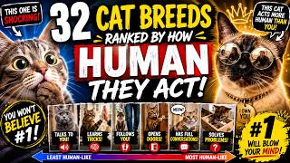 Cat Breeds Ranked by How HUMAN They Act | Most Human-Like Cats