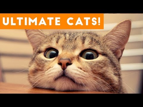 ultimate-funny-cat-and-kitten-compilation-of-2017-|-funny-pet-videos