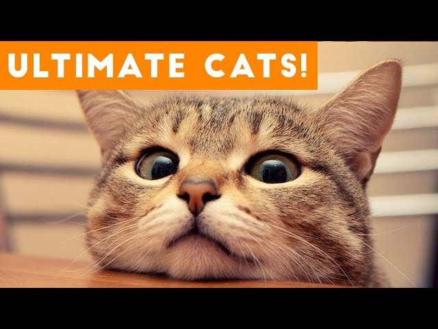 Ultimate FUNNY CAT and KITTEN Compilation of 2017 | Funny Pet Videos