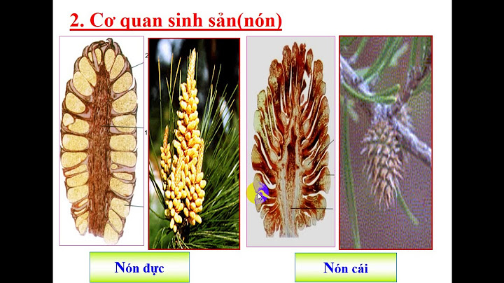 Hướng dẫn học sinh học lớp 6 bài hạt trần năm 2024