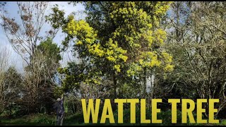 60 Seconds with John: Wattle Tree