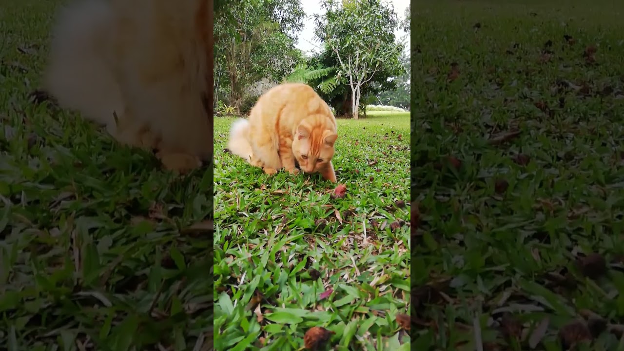Playful Squirrel Tail Cat digging in the garden 