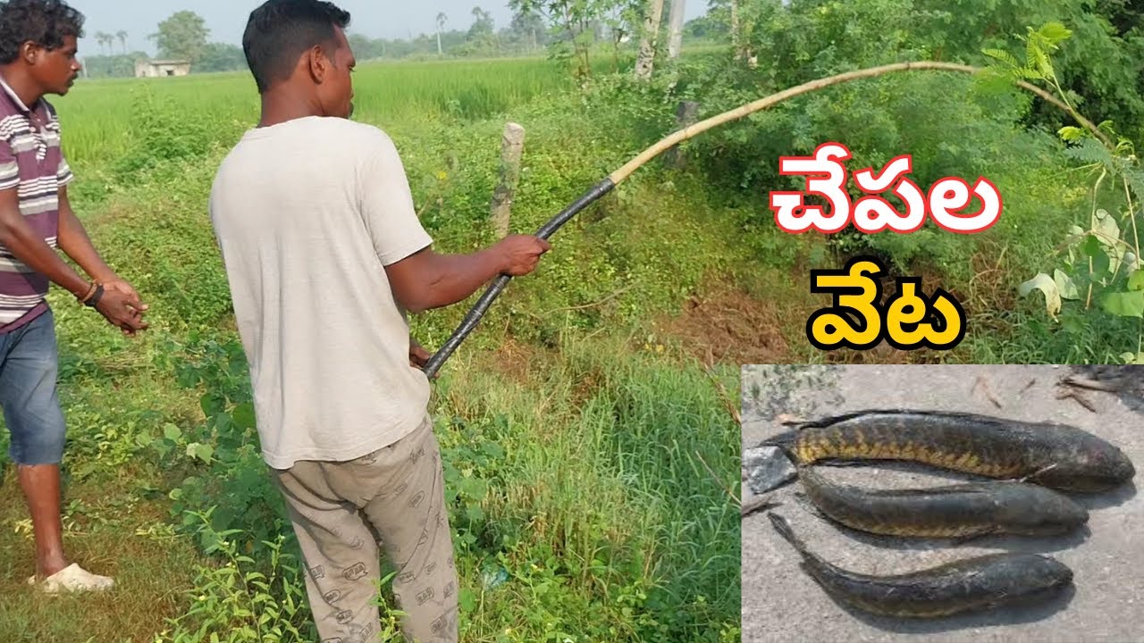 పక్కి చేపలతో కొర్రమేను చేపల వేట ll Snakehead Fish hunting With Small Fishing food