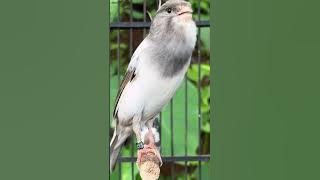 SUARA Kenari GACOR ngerol PANJANG