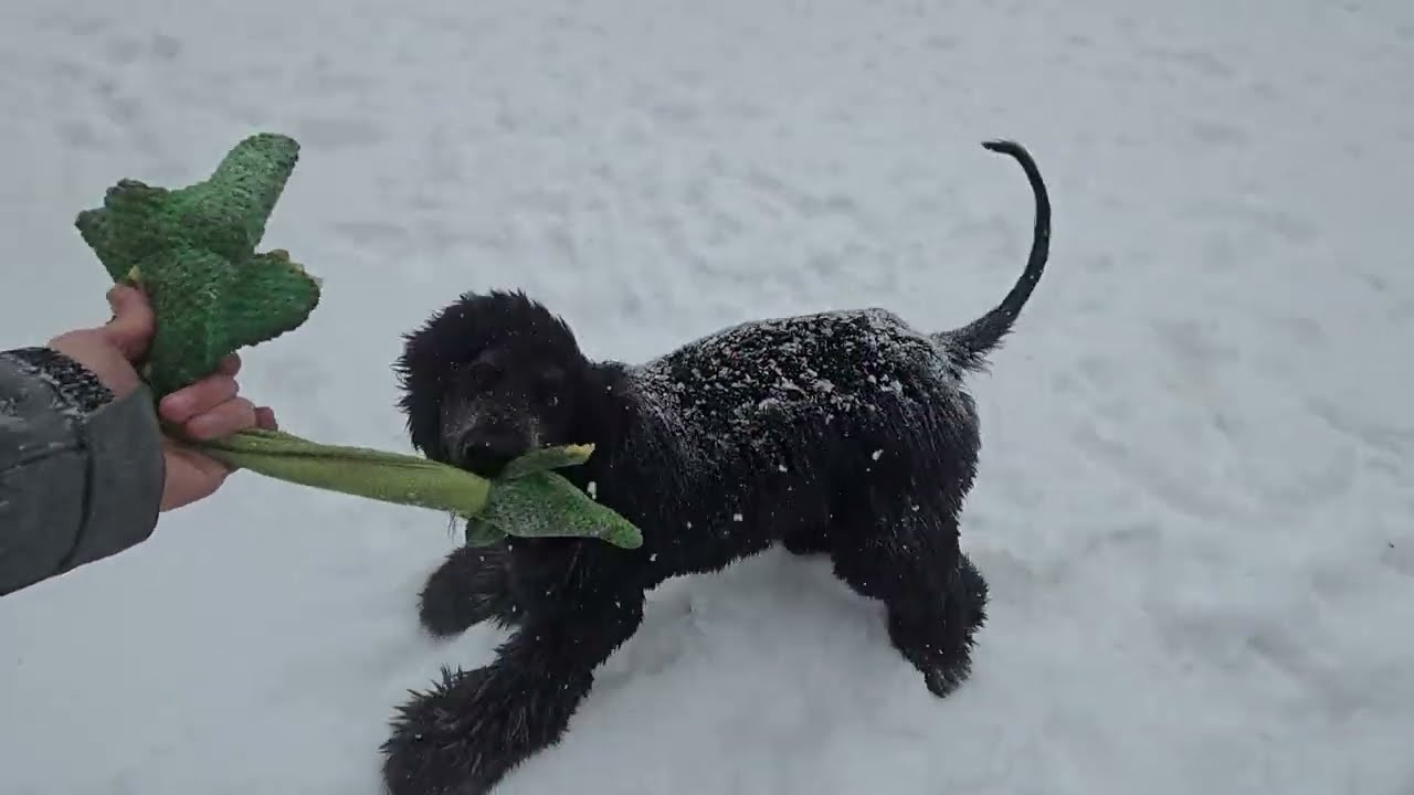 Afghan Hounds playing in the snow