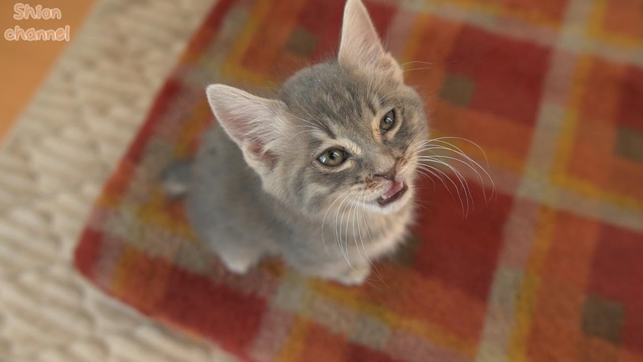 【生後50日】子猫が「ご飯よりミルクがいい！」と我がままを言うのでこうしました…