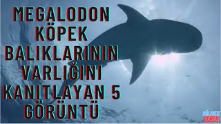 Megalodon Köpek Baliklarinin Varliğini Kanitlayan 5 Deli̇l