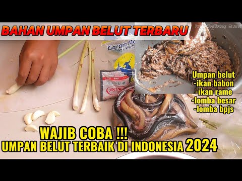 TUTORIAL CARA MEMBUAT UMPAN BELUT TERBARU 2024 || BERANI TANPA ESSEN || UMPAN IKAN MAS INDUK & RAME