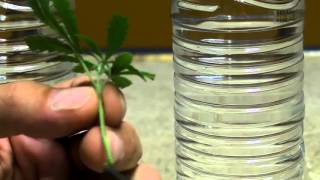 POOR MANS CANNABIS GROW 5 Clones From A Water Bottle