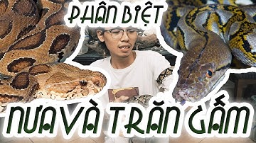 Phân biệt con nưa và trăn gấm - SỰ THẬT VỀ CON NƯA 9 MŨI???
