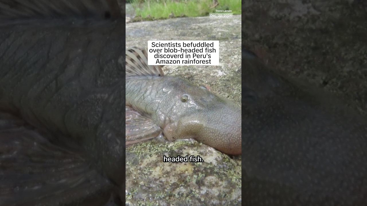 Scientists befuddled over blob-headed fish discovered in Peru’s Amazon rainforest Scientists befuddled over blob-headed fish discovered in Peru’s Amazon rainforest