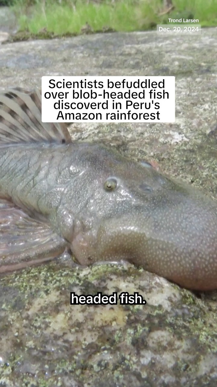 Scientists befuddled over blob-headed fish discovered in Peru's Amazon rainforest