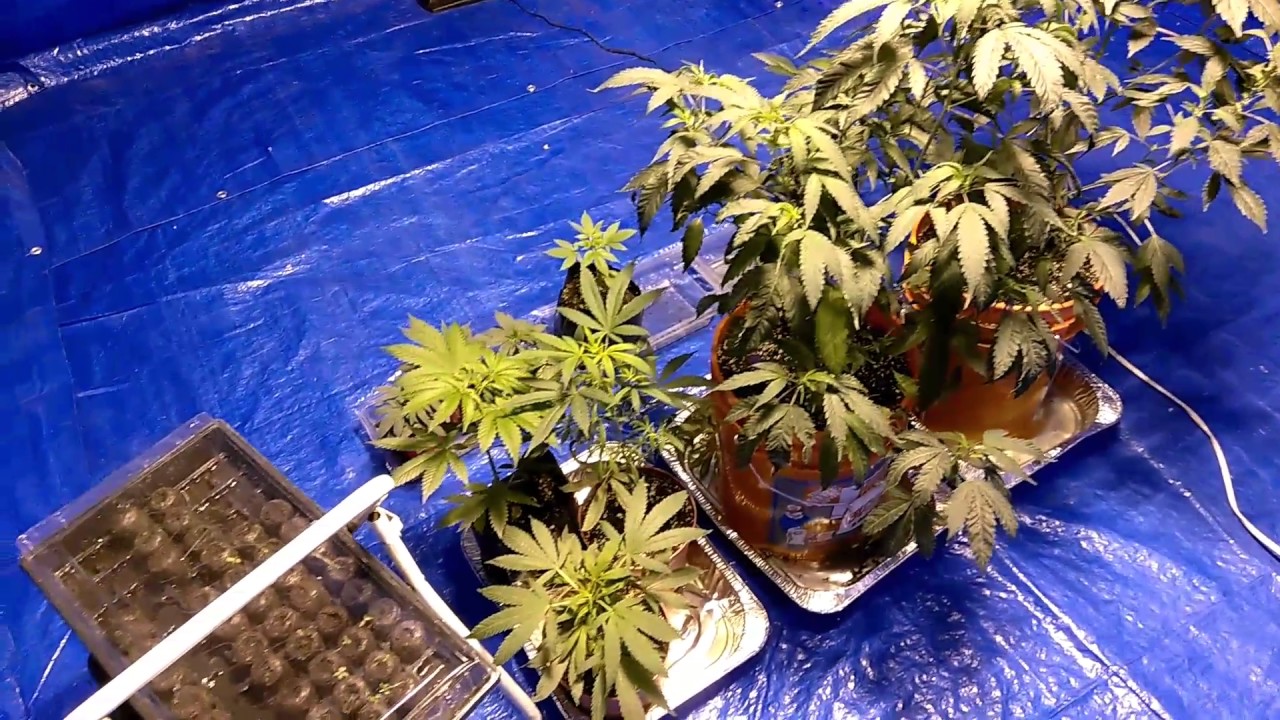 Growing weed in my basement
