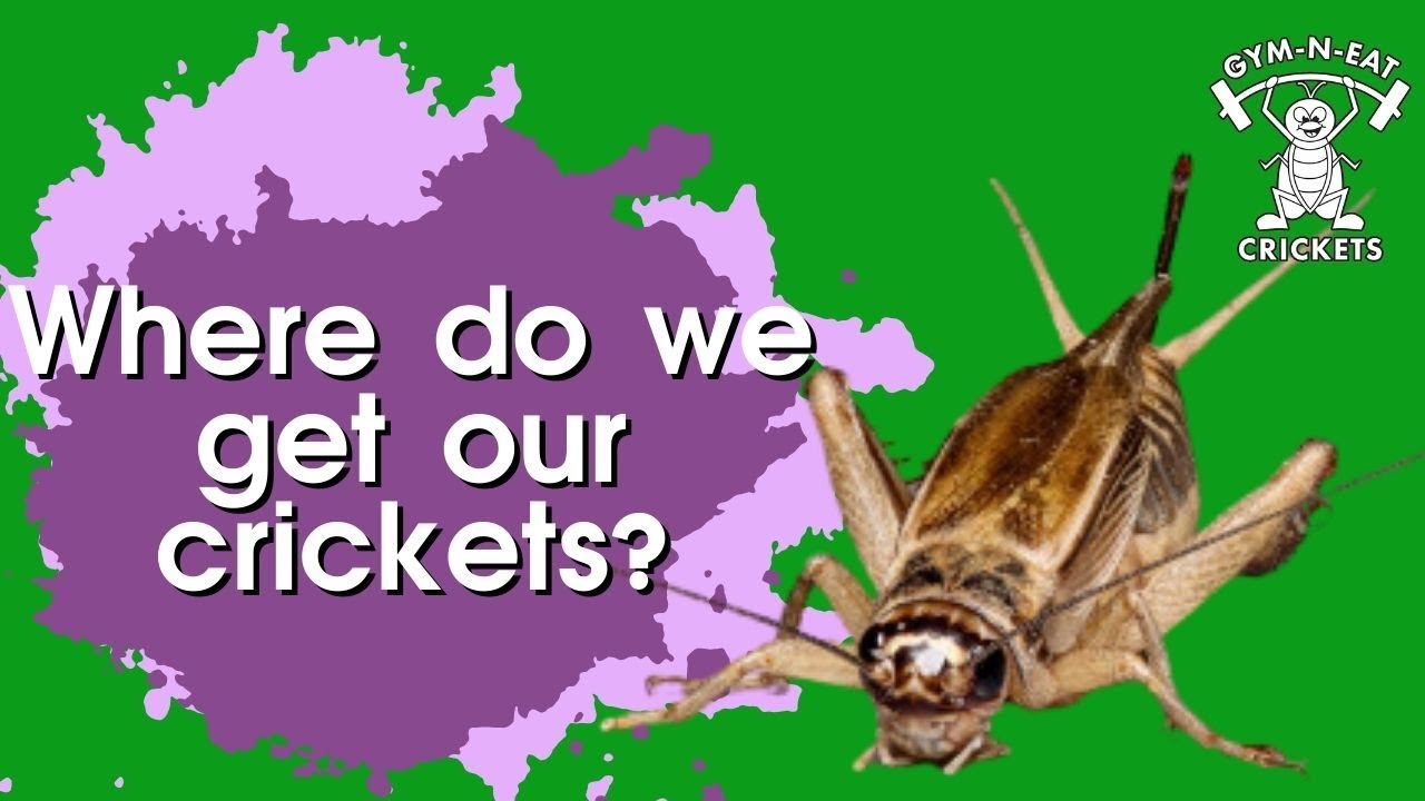 Where do you get your crickets?! YouTube