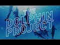 Swimming With Wild Dolphins in 360° Virtual Reality — The Dolphin Project