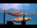 A Beluga Christmas (Full Show) at SeaWorld San Antonio on 11-16-18.