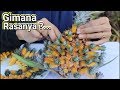 Makan nanas medusa hasil panen di polybag