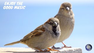 Sonidos de Gorriones | Cantos de Gorriones | Pájaros cantando | Sonido de Animales