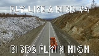 Fly Like A Bird #4 - [Birds Flyin High]