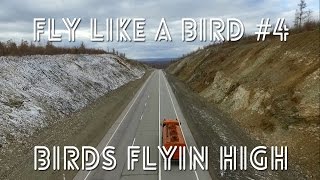 birds fly bird flyin